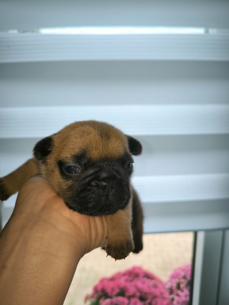 Des Rêves De M'zel Charlotte - Chiot disponible  - Bouledogue français