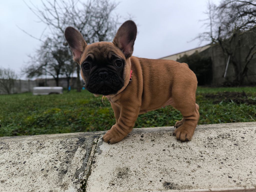 chiot Bouledogue français Des Rêves De M'zel Charlotte