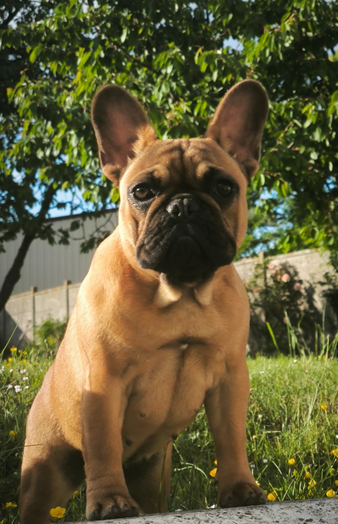 Des Rêves De M'zel Charlotte - Chiots disponibles - Bouledogue français